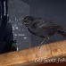 blackbird_shouldered_tawny_jar_h_0456_cub1181.jpg